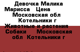 Девочка Малика Марисса › Цена ­ 25 000 - Московская обл., Котельники г. Животные и растения » Собаки   . Московская обл.,Котельники г.